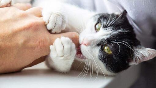 Katze beißt: Warum macht sie das? | PURINA